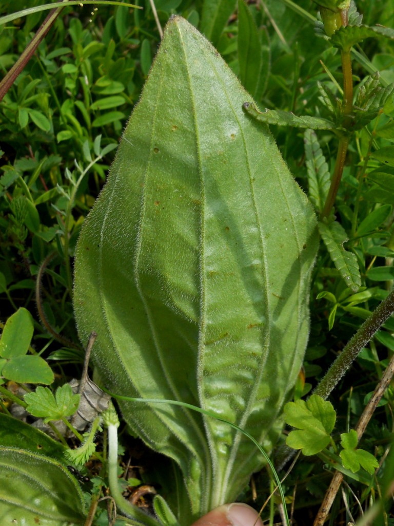 Plantago media / Piantaggine pelosa